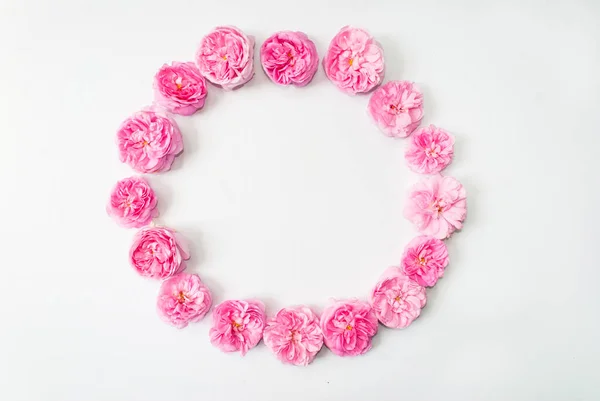 Marco Brotes Flores Color Rosa Aislados Sobre Fondo Blanco Lugar — Foto de Stock