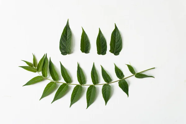 Složení Zelených Tropických Listů Bílém Pozadí Ležel Horní Pohled — Stock fotografie
