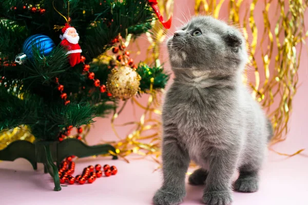 Graues Kätzchen Neben Einem Weihnachtsbaum Mit Spielzeug Postkartenvorlage Neujahr Feierlicher — Stockfoto