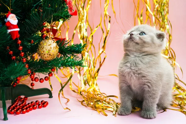 Beigefarbenes Kätzchen Neben Einem Weihnachtsbaum Mit Spielzeug Postkartenvorlage Neujahr Feierlicher — Stockfoto