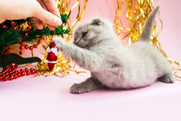 Chaton Beige Près Sapin Noël Avec Des Jouets Modèle Carte — Photo