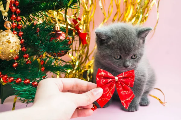 Graues Kätzchen Neben Einem Weihnachtsbaum Mit Spielzeug Postkartenvorlage Neujahr Feierlicher — Stockfoto