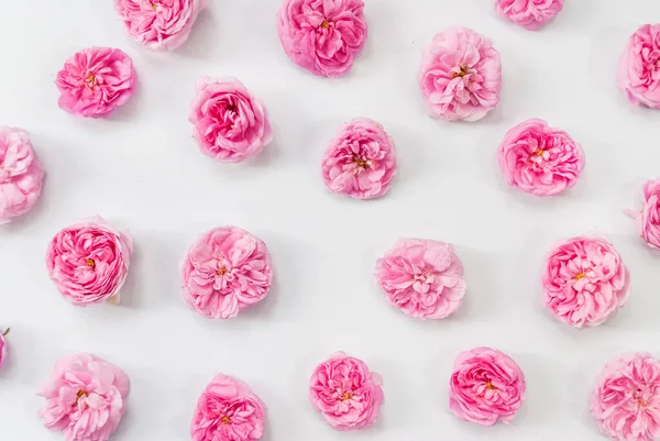 Composición Floral Brotes Rosa Rosa Sobre Fondo Blanco Vista Superior — Foto de Stock