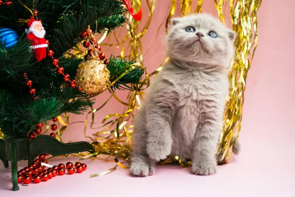 Beigefarbenes Kätzchen Neben Einem Weihnachtsbaum Mit Spielzeug Postkartenvorlage Neujahr Feierlicher — Stockfoto