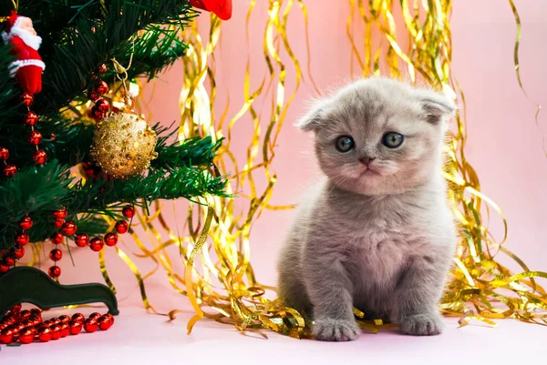 Beigefarbenes Kätzchen Neben Einem Weihnachtsbaum Mit Spielzeug Postkartenvorlage Neujahr Feierlicher — Stockfoto