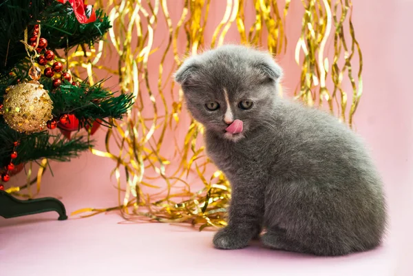 Graues Kätzchen Neben Einem Weihnachtsbaum Mit Spielzeug Postkartenvorlage Neujahr Feierlicher — Stockfoto