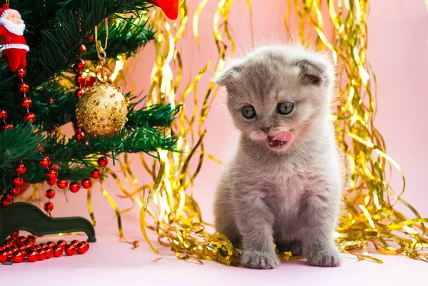 Beigefarbenes Kätzchen Neben Einem Weihnachtsbaum Mit Spielzeug Postkartenvorlage Neujahr Feierlicher — Stockfoto