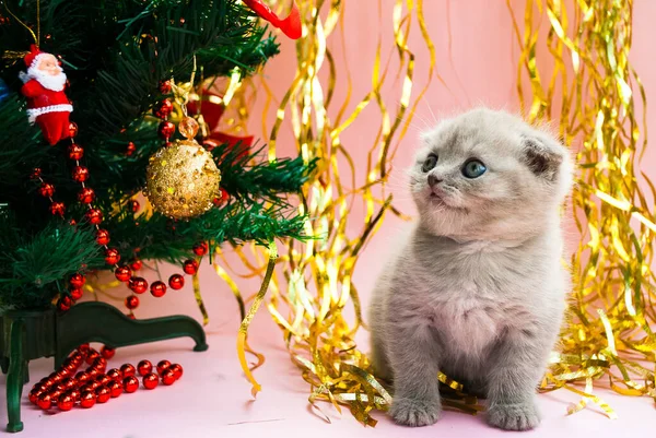 Beigefarbenes Kätzchen Neben Einem Weihnachtsbaum Mit Spielzeug Postkartenvorlage Neujahr Feierlicher — Stockfoto