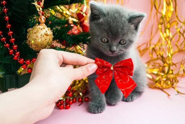 Graues Kätzchen Neben Einem Weihnachtsbaum Mit Spielzeug Postkartenvorlage Neujahr Feierlicher — Stockfoto