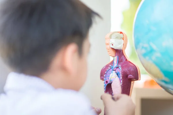 Küçük Çocuk Öğrenme Anatomi Vücut Modeli Bilim Sınıfı — Stok fotoğraf