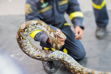 Security guard show how to Catch and Handling of Reptiles snake clipart