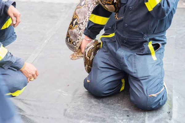 Guardia Seguridad Muestra Cómo Captura Manejo Reptiles Serpiente —  Fotos de Stock