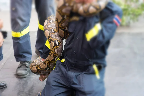 Guardia Seguridad Muestra Cómo Captura Manejo Reptiles Serpiente —  Fotos de Stock