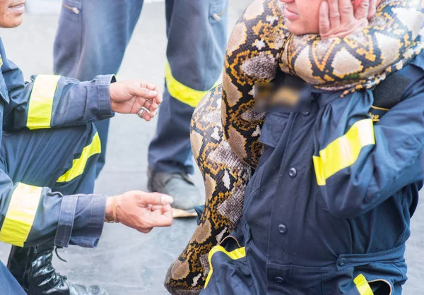 Guarda Segurança Mostra Como Pegar Manusear Répteis Cobra — Fotografia de Stock