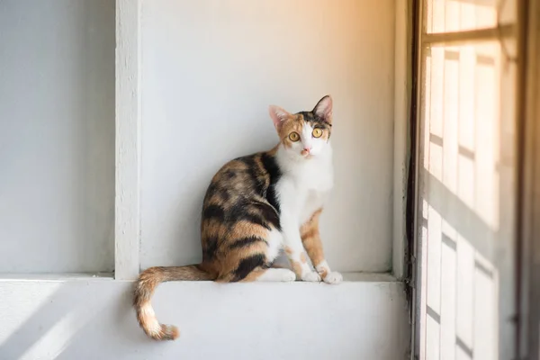 Cat Sitting Window — Stock Photo, Image