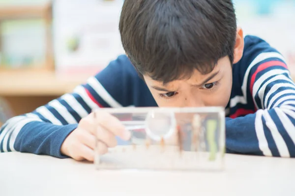 Kinder Studieren Biologie Insekt Naturwissenschaftlichen Unterricht — Stockfoto