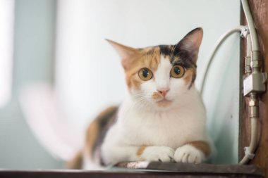 Kamera Asya kedi göz yukarı kapatın