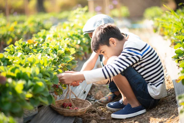 Asiatique Frères Sœurs Récolte Fraises Bio Dans Ferme — Photo