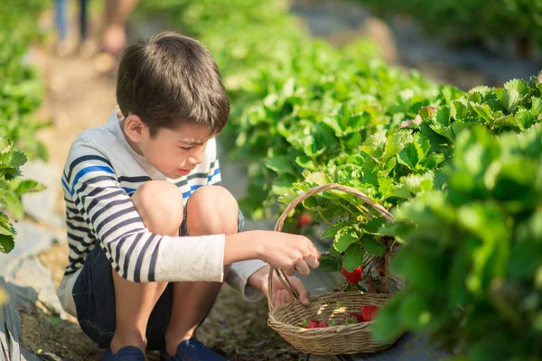 Asiatique Frères Sœurs Récolte Fraises Bio Dans Ferme — Photo