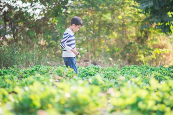 Asijských Sourozenců Chlapce Sklizeň Jahod Organické Farmy — Stock fotografie