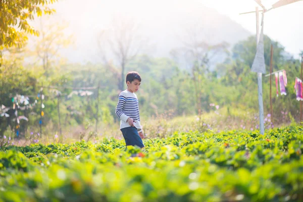 Asiático Irmãos Meninos Colhendo Morango Orgânico Fazenda — Fotografia de Stock