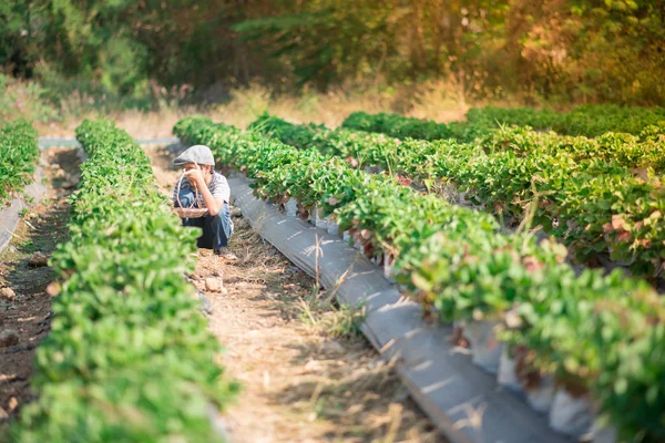 Asiatique Frères Sœurs Récolte Fraises Bio Dans Ferme — Photo