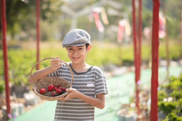 Asiatique Frères Sœurs Récolte Fraises Bio Dans Ferme — Photo