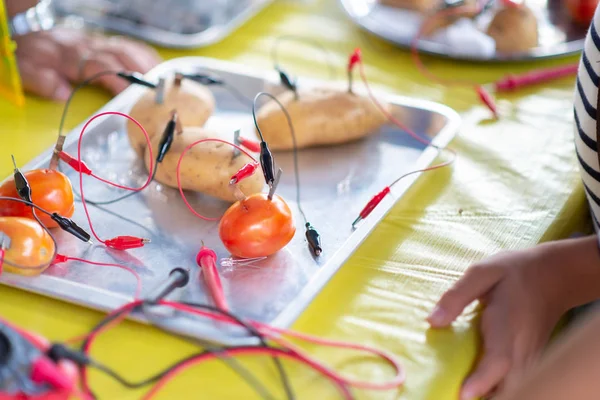 トマトとジャガイモを使った電気の作り方を学ぶ学生 — ストック写真
