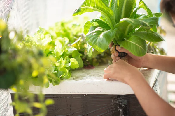 Adolescent Garçon Arrosage Récolte Hydroponique Légumes Dans Maison Arrière Cour — Photo