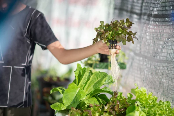 Teen Boy Watering Harvesting Hydroponic Vegetable House Backyard — Stock Photo, Image