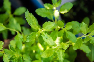 Evin arka bahçesinde yemek pişirmek için Tayland usulü fesleğen