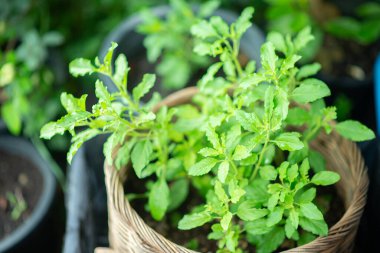 Evin arka bahçesinde yemek pişirmek için Tayland usulü fesleğen