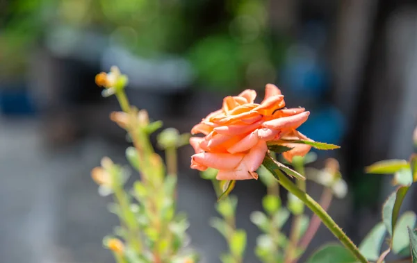 Primo Piano Rosa Arancione Che Fiorisce Giardino — Foto Stock
