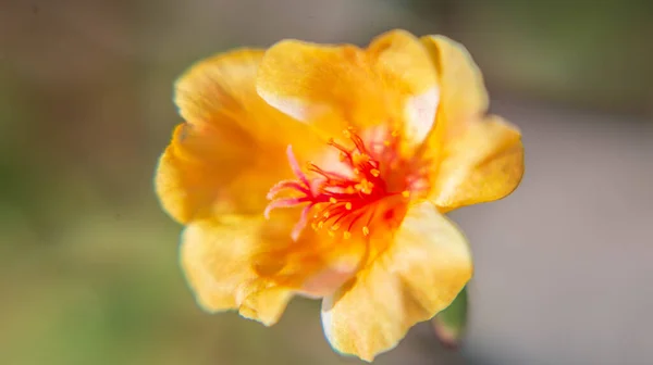 Close Macro Flower Morning Time Park Outdoor — Stock Photo, Image