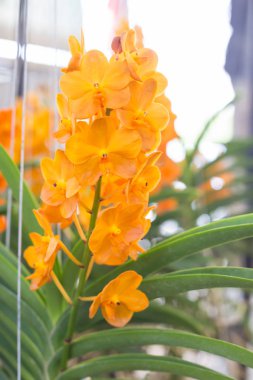 Turuncu orkide, Ascocenda, orkide evde çiçek açan