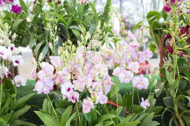 Dendrobium orkide çiçeği bahçe