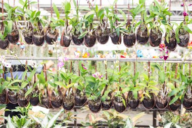 Orkide saksıyı çiçek evde asılı bir bambu