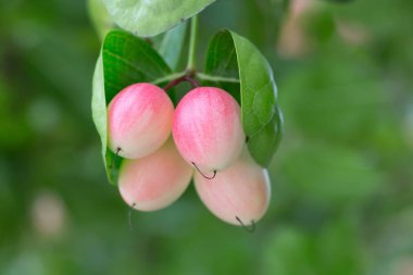 Carissa carandas ile ağaç üzerinde yaprak