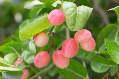 Carissa carandas ile ağaç üzerinde yaprak