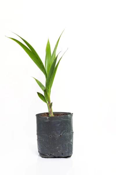 Кокосовое Растение Растет Черном Пластиковом Пакете Белом Фоне — стоковое фото
