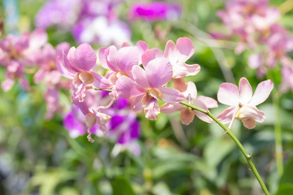 Rosa Orkidéer Blommar Trädgården — Stockfoto