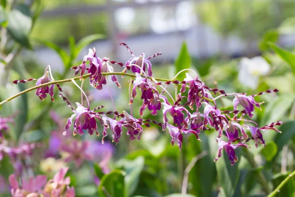 Dendrobium Sutiknoi Orkidé Trädgården — Stockfoto