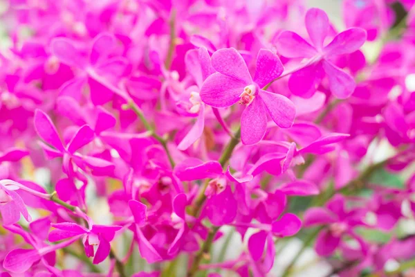 Buetiful Violetti Mokara Orkideat Tilalla — kuvapankkivalokuva