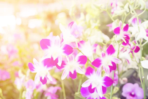 朝の光と庭でデンドロビウム蘭花 — ストック写真