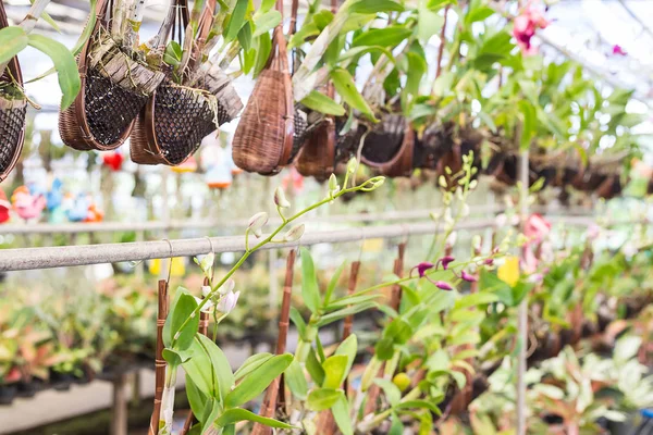 Орхидея Бамбуке Висит Цветочный Горшок Цветочном Домике — стоковое фото