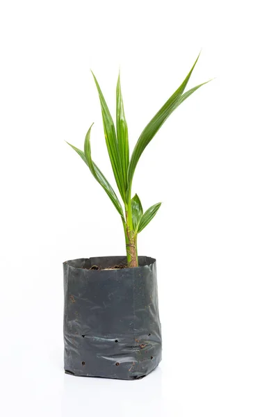 Kokos Växt Som Växer Svart Plastpåse Vit Bakgrund — Stockfoto