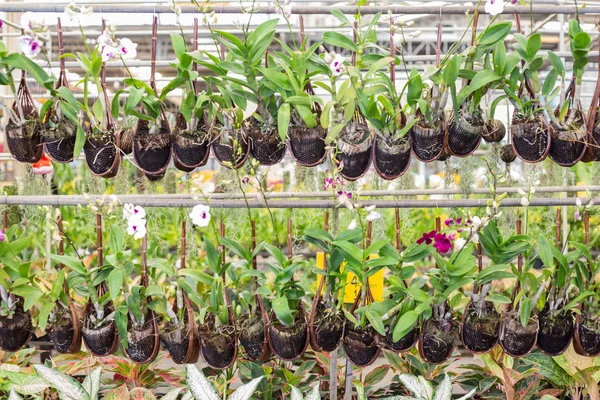 Orquídea Una Maceta Colgante Bambú Una Casa Flores —  Fotos de Stock