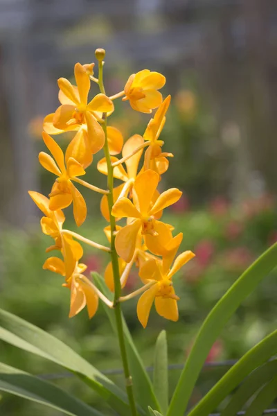 Schöne Gelbe Mokara Orchidee Blüht Garten — Stockfoto