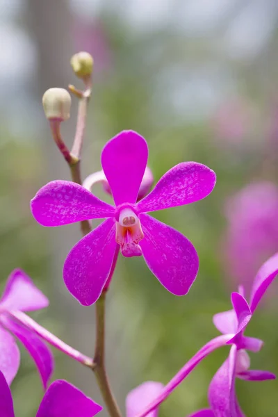 Orquídea Mokara Vermelha Bonita Florescendo Jardim — Fotografia de Stock