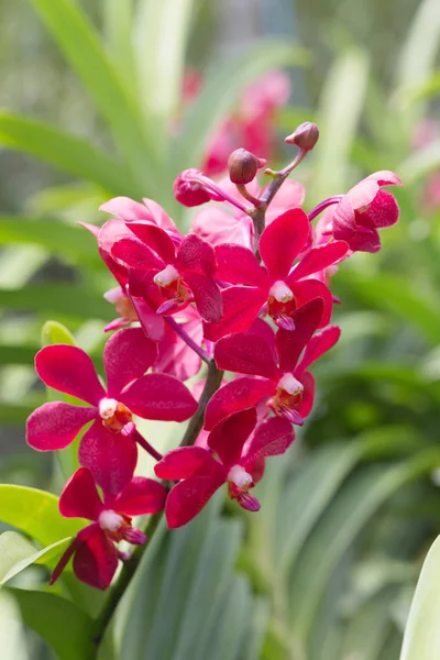 Orquídea Mokara Vermelha Bonita Florescendo Jardim — Fotografia de Stock